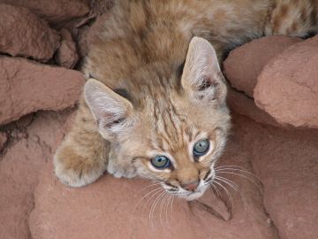 Cría de Lince ibérico