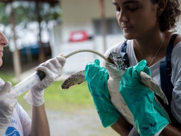 Una ONG brasileña rescata y ofrece una segunda vida a decenas de animales marinos 