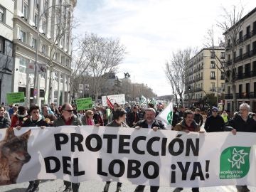 Unas 3.000 personas se manifiestan en Madrid para exigir la protección  del lobo ibérico
