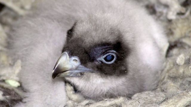 Nace en Andalucía el primer pollo de quebrantahuesos en libertad de 2018