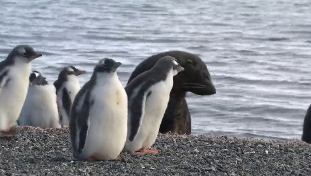 El paraíso helado de la Antártida: así será el futuro santuario para la vida marina