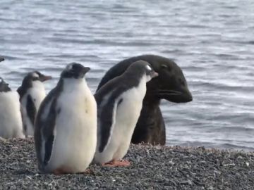 El paraíso helado de la Antártida: así será el futuro santuario para la vida marina