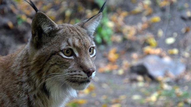 Lince