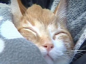 Veterinarios españoles fabrican un implante con una impresora 3D para una gata que nació sin una parte del cráneo Veterinarios españoles fabrican un implante con una impresora 3D para una gata que nació sin una parte del cráneo