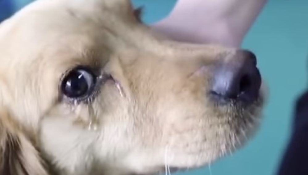 Momento posterior a la liberación de un perro en un mercado de carne en China