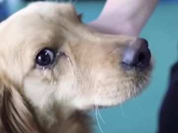 Momento posterior a la liberación de un perro en un mercado de carne en China