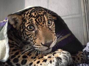 Un jaguar vuelve a caminar tras quedar cuadripléjico a causa de 18 disparos 