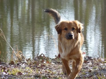 'KiwokoAdopta', una nueva plataforma que promueve la adopción responsable de animales