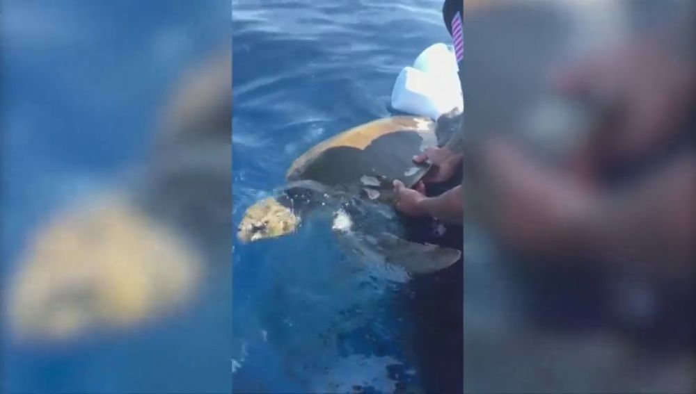 Liberan a una tortuga enredada en un equipo de pesca