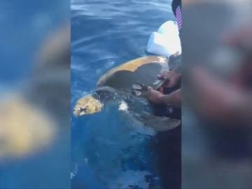 Liberan a una tortuga enredada en un equipo de pesca