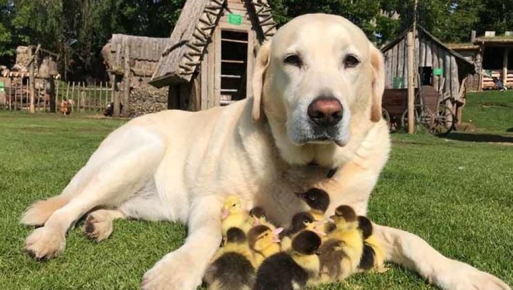 Un perro labrador adopta a nueve patitos que fueron abandonados por su madre 