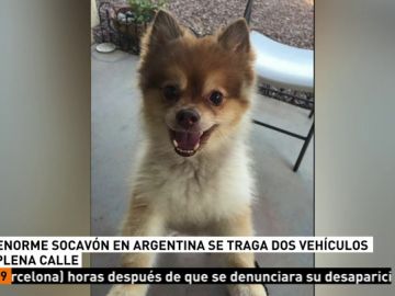 Muere un perro que viajaba en la bodega de un avión en EEUU