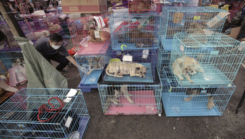Miles de personas firman una petición para que deje de celebrarse el festival anual de carne de perro en China 