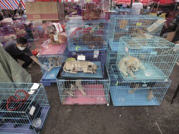 Miles de personas firman una petición para que deje de celebrarse el festival anual de carne de perro en China Miles de personas firman una petición para que deje de celebrarse el festival anual de carne de perro en China
