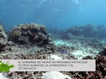 ¿Qué daño pueden provocar los protectores solares al medio ambiente? ¿Qué daño pueden provocar los protectores solares al medio ambiente?