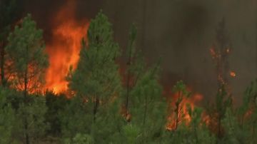 Los incendios forestales, un problema medioambiental que afecta a todos Los incendios forestales, un problema medioambiental que afecta a todos