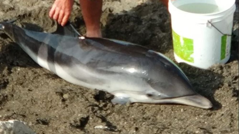 Rescatan a una cría de delfín varada en una playa de Málaga