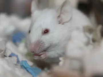 Ratón en un laboratorio Ratón en un laboratorio