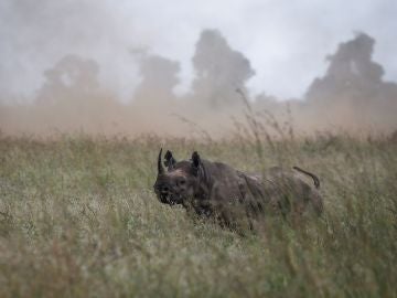 Fallece el último de los once rinocerontes negros trasladados a un parque natural de Kenia