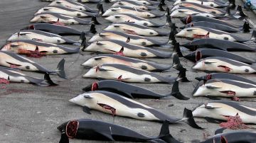 matanza de ballenas en las Islas Feroe