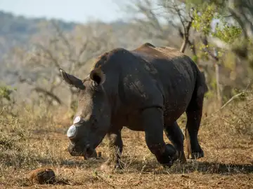Descuernan a los rinocerontes africanos para protegerlos de la caza furtiva Descuernan a los rinocerontes africanos para protegerlos de la caza furtiva