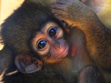 Nace el primate más pequeño africano en Bioparc Valencia 