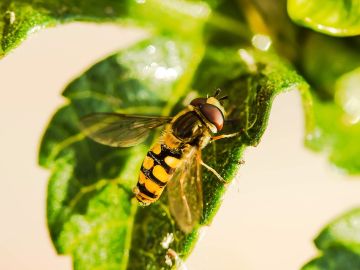 Francia prohíbe cinco pesticidas para proteger las colonias de abejas 