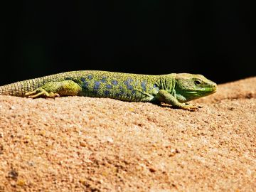 Así cambia de color un tipo de lagartijas de un desierto de California Así cambia de color un tipo de lagartijas de un desierto de California