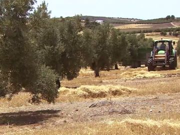 Un proyecto cultiva cebada cervecera entre olivos y ahorra agua
