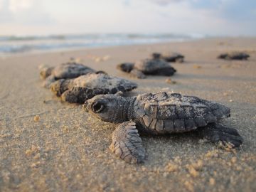 Tortugas anidando en una playa
