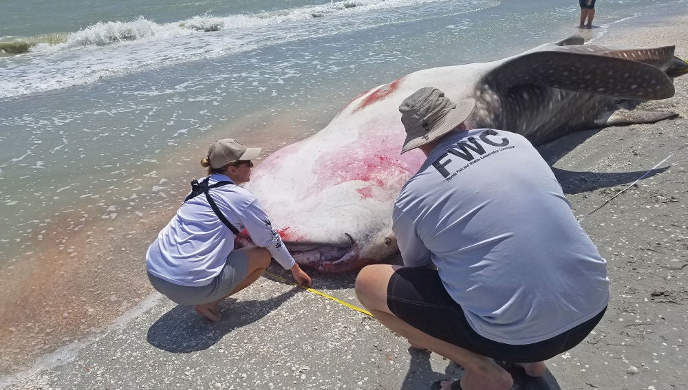 La marea roja mata a un centenar de delfines y manatíes en Florida