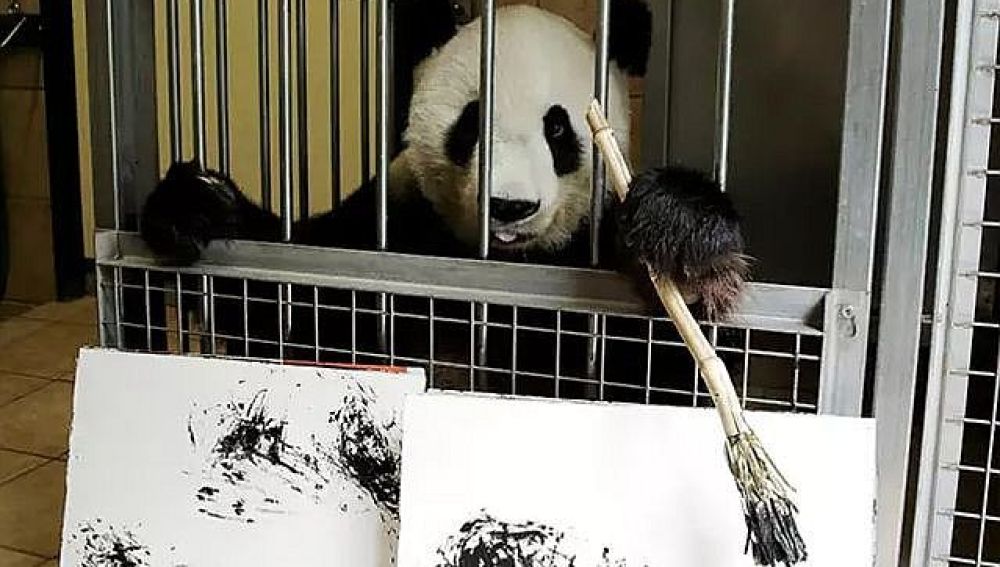Yang Yang, la osa panda que pinta cuadros en el zoo de Viena