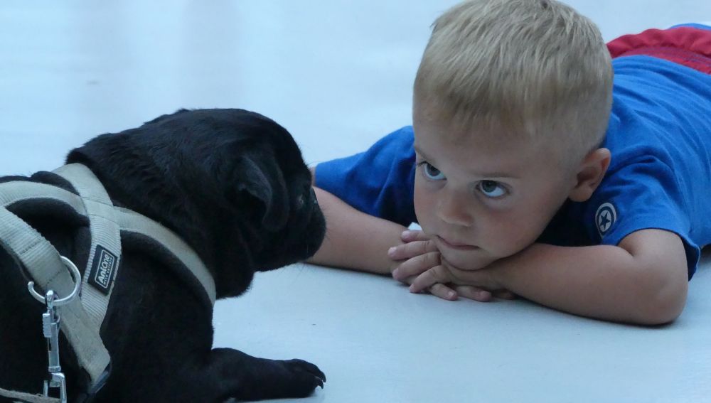 La terapia con perros muestra resultados prometedores en niños con dificultades del habla