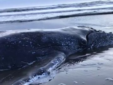 Consiguen devolver al océano a una ballena varada en la costa de Argentina