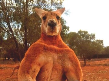 Roger, el canguro más musculado de Australia
