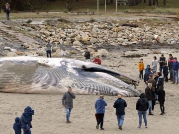 Aparece una ballena varada en una playa de A Coruña