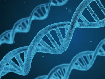 Una cadena de ADN Una cadena de ADN