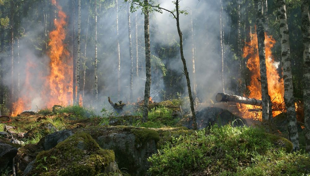 Un software calcula el impacto economico de los incendios forestales