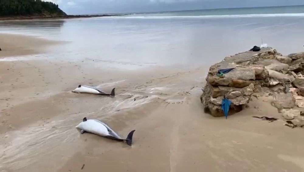 Aparecen 14 delfines muertos en la orilla de una playa de Santander 