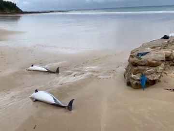 Aparecen 14 delfines muertos en la orilla de una playa de Santander Aparecen 14 delfines muertos en la orilla de una playa de Santander