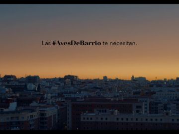 Aves de Barrio, la campaña para revitalizar al gorrión en las ciudades