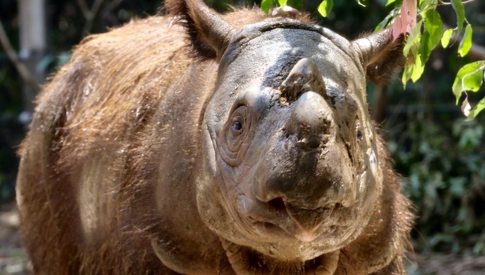 Muere el último rinoceronte de Sumatra de Malasia