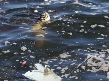 Residuos plásticos en los océanos