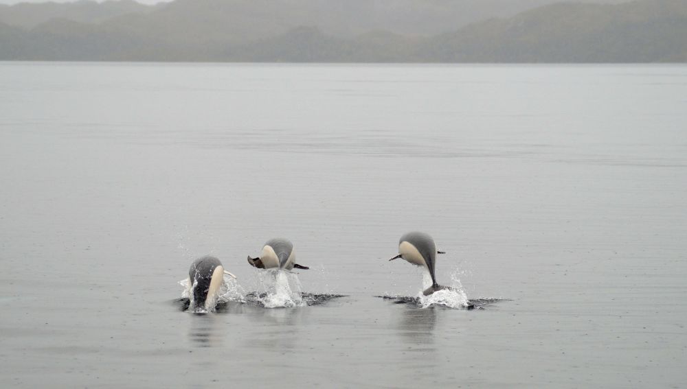 Avistan delfines lisos por primera vez en el estrecho de Magallanes