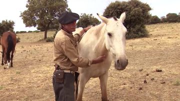 ‘Salva a un Caballo’ ayuda a animales maltratados a encontrar un nuevo hogar ‘Salva a un Caballo’ ayuda a animales maltratados a encontrar un nuevo hogar