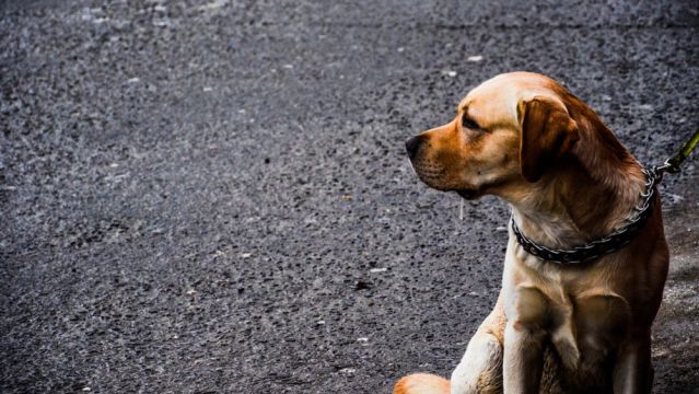 Perro en la calle