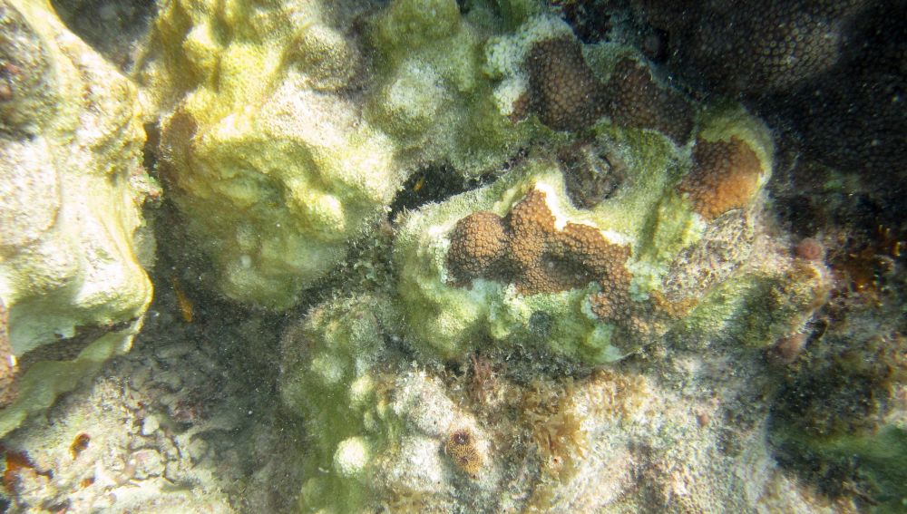 Reproducción de corales en cautividad en Florida
