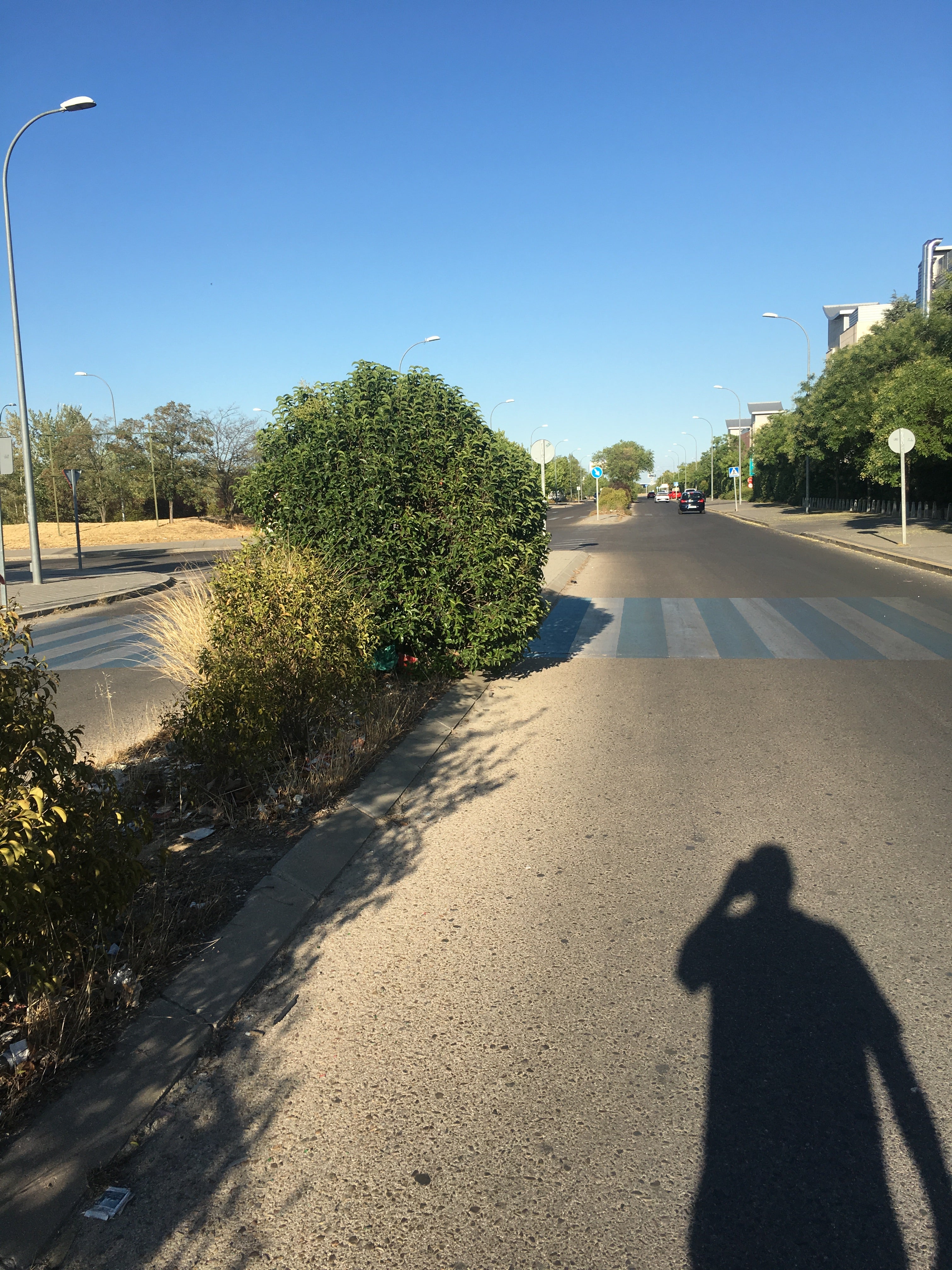 Arbol invade calzada en paso de cebra Av. de América, 9 28922 Alcorcón, Madrid 40.359241, -3.832994 arbol tapa paso de cebra