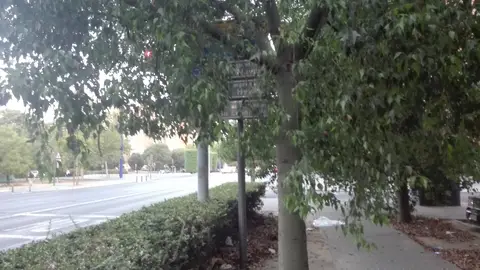Señal indicativa y semaforo tapados Señal y semaforo tapado ramas arboles en Avd.La Paz altura calle Sierra morena rotonda Ronda del Tamarguillo. 41013 Sevilla