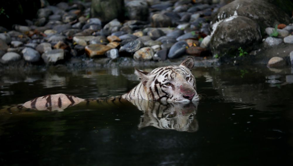 La India duplica los ejemplares de tigre, con casi 3.000 ejemplares vivos